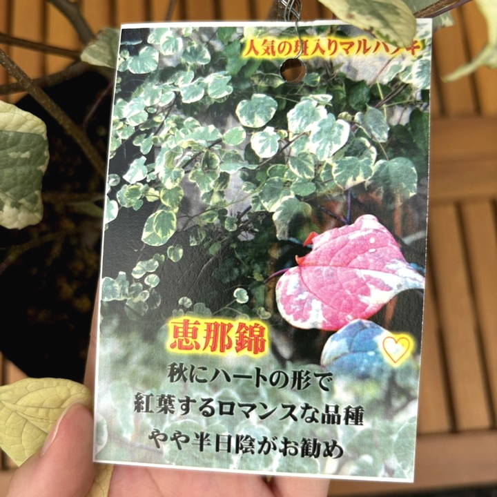 希少斑入りもみじ 羽前錦6号鉢全長90cm6年もの 優良株 希少斑入りもみじ 羽前錦6号鉢全長90cm6年もの 優良株 - メルカリ
