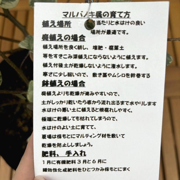 決算P5倍！8/2まで】斑入りマルバノキ 恵那錦 6号｜花木04-PA | 花木