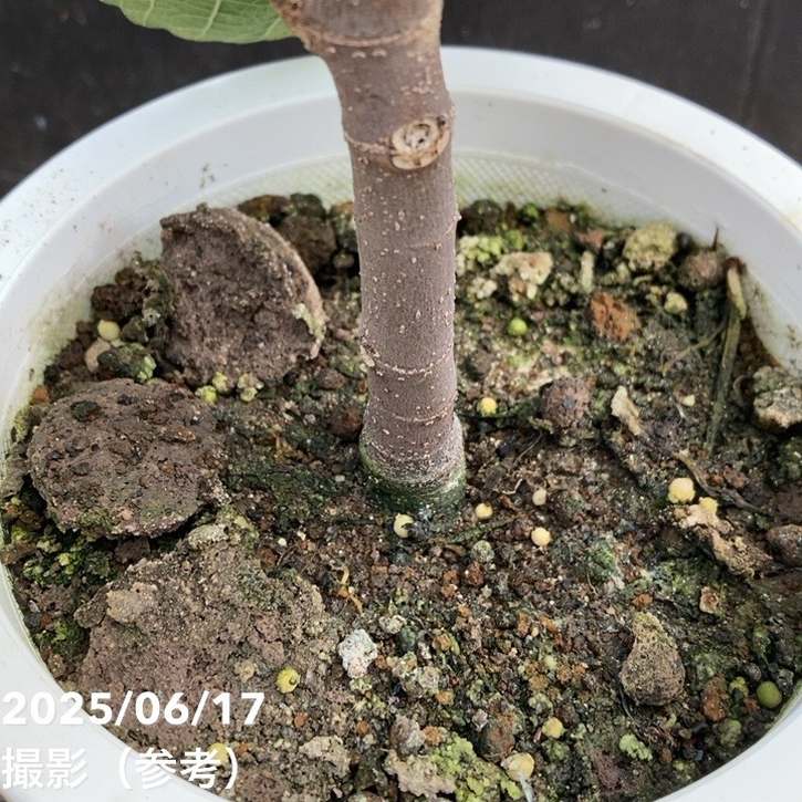 イチジク　ゼブラスイート　特大苗　果樹 イチジクの苗木 ゼブラスイート 秋果専用【果樹の苗木 5号鉢／1個売り