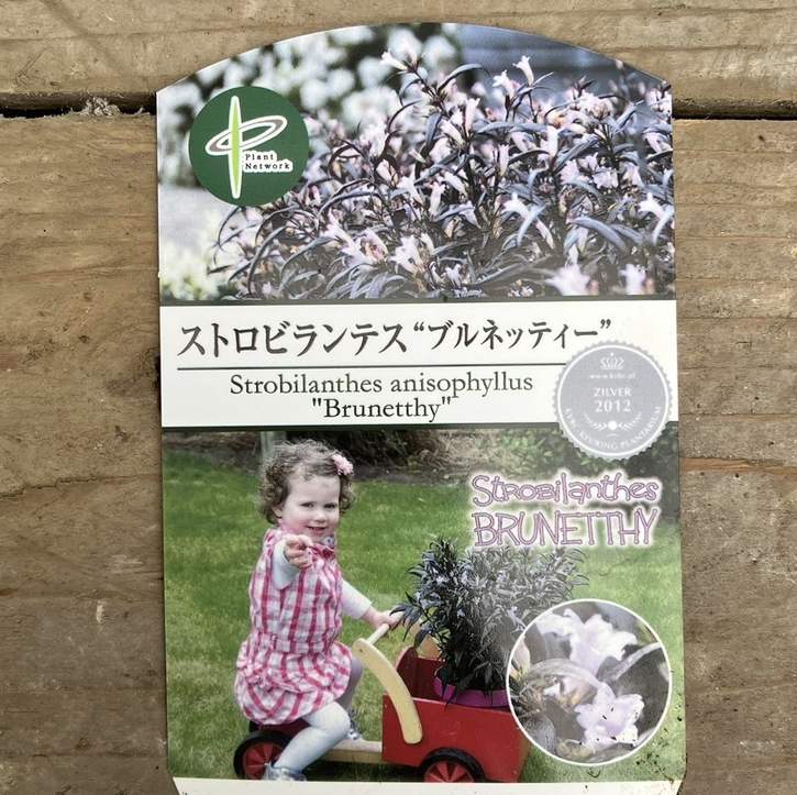 ストロビランテス ブルネッティー 6号 PVP｜花木04-PA | 花木・庭木