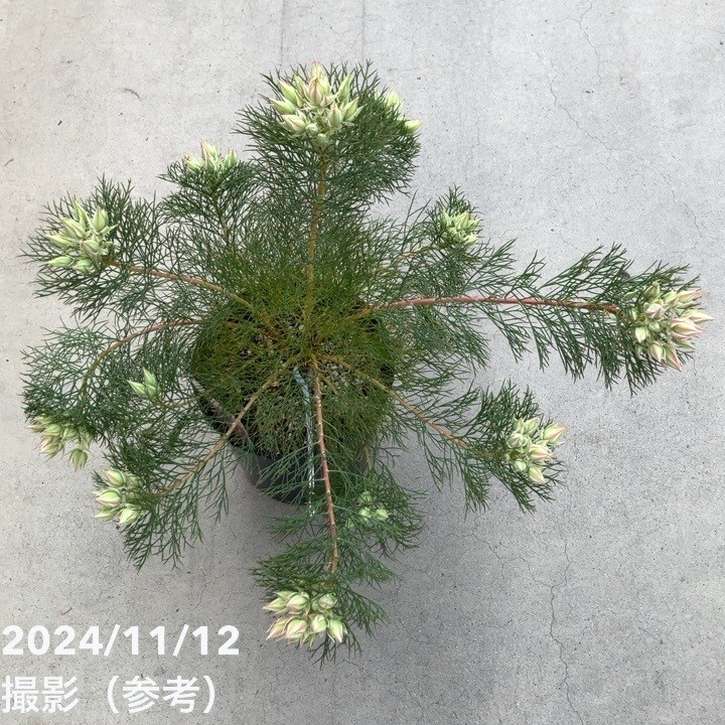 現品お届け】セルリア プリティインピンク（プリティピンク）7号大株