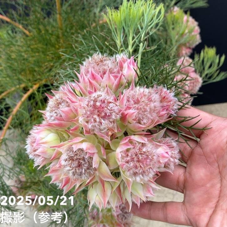 現品お届け】セルリア プリティインピンク（プリティピンク）7号大株