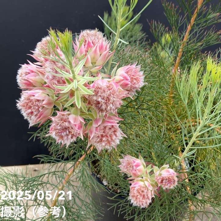 現品お届け】セルリア プリティインピンク（プリティピンク）7号大株