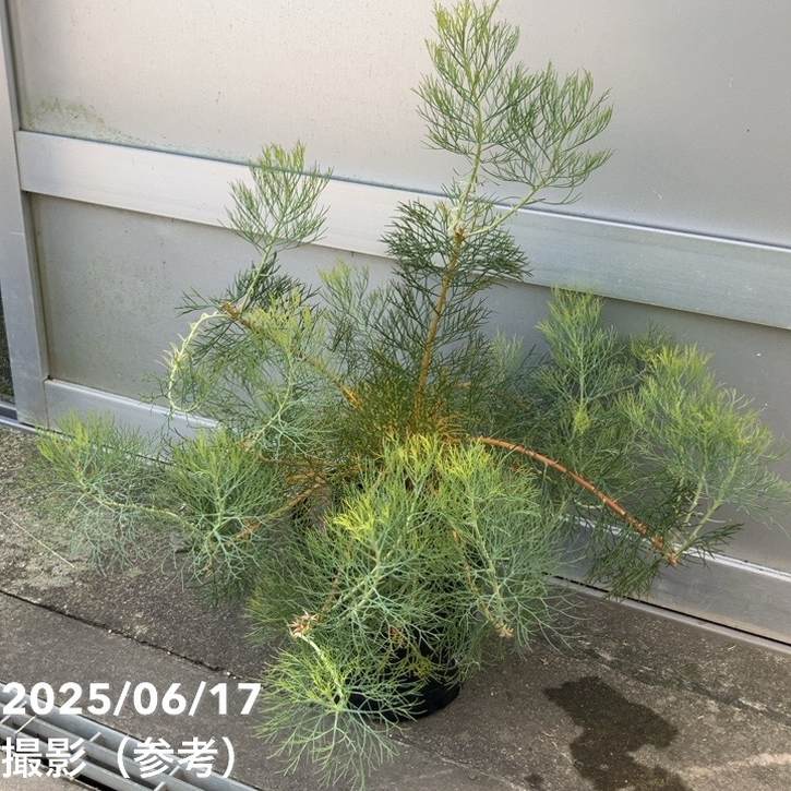 現品お届け】セルリア プリティインピンク（プリティピンク）7号大株