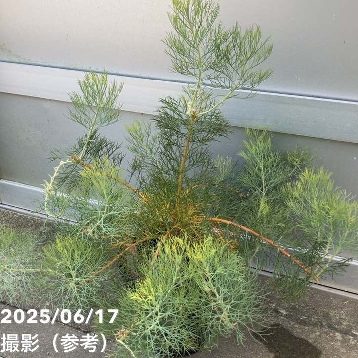 現品お届け】セルリア プリティインピンク（プリティピンク）7号大株