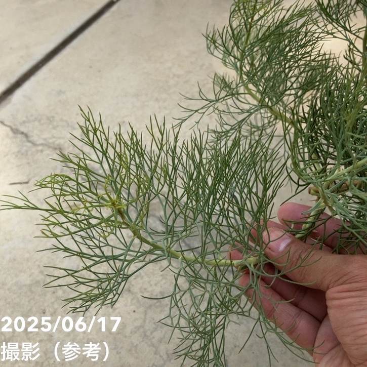 現品お届け】セルリア プリティインピンク（プリティピンク）7号大株