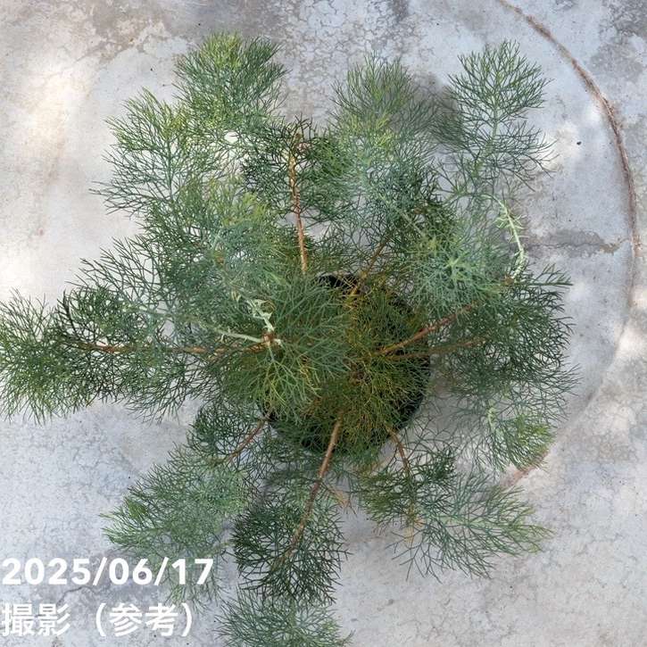 現品お届け】セルリア プリティインピンク（プリティピンク）7号大株