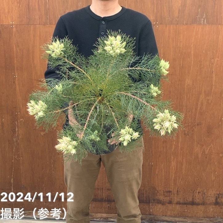 現品お届け】セルリア プリティインピンク（プリティピンク）7号大株