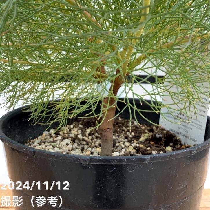 現品お届け】セルリア プリティインピンク（プリティピンク）7号大株