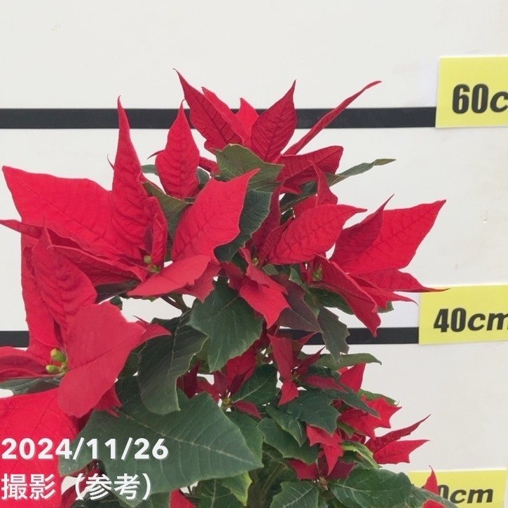 ポインセチア ブレイズ 5号 ツリー仕立て PVP｜鉢花10-TU | ギフト,鉢