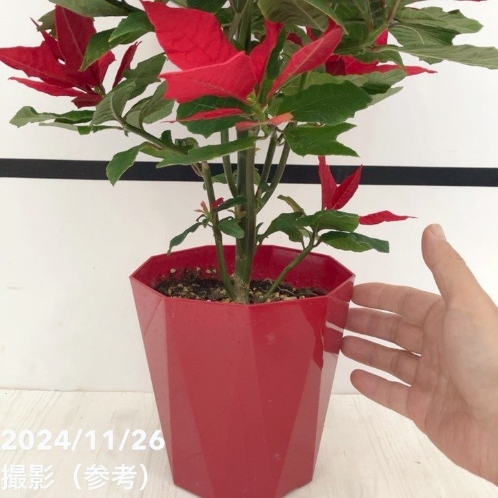 ポインセチア ブレイズ 5号 ツリー仕立て PVP｜鉢花10-TU | ギフト,鉢