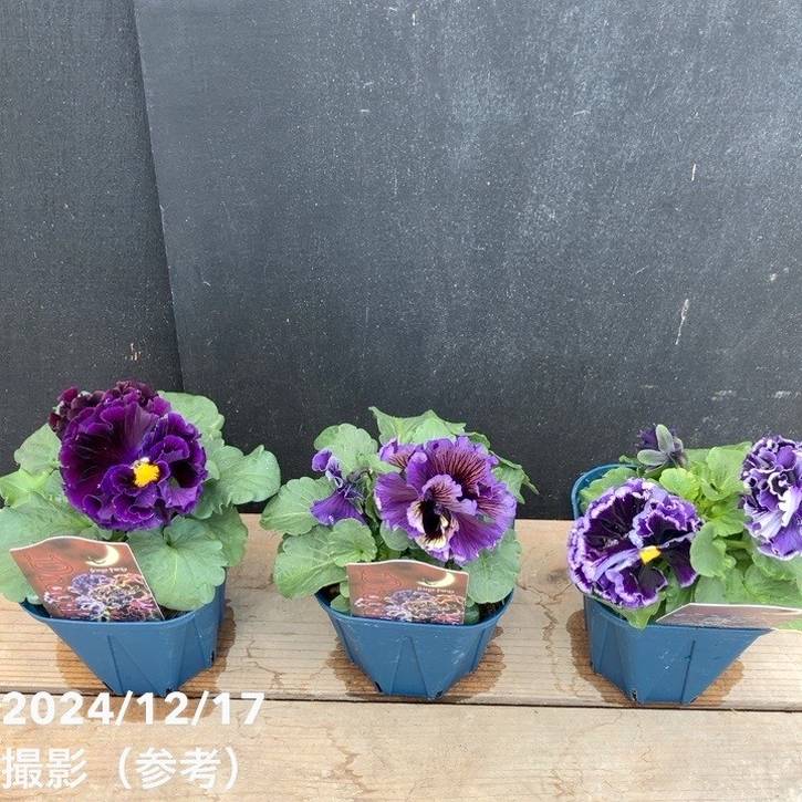 パンジー ドラキュラ（パープル系）3.5号×3株セット｜草花04-PA | 草花