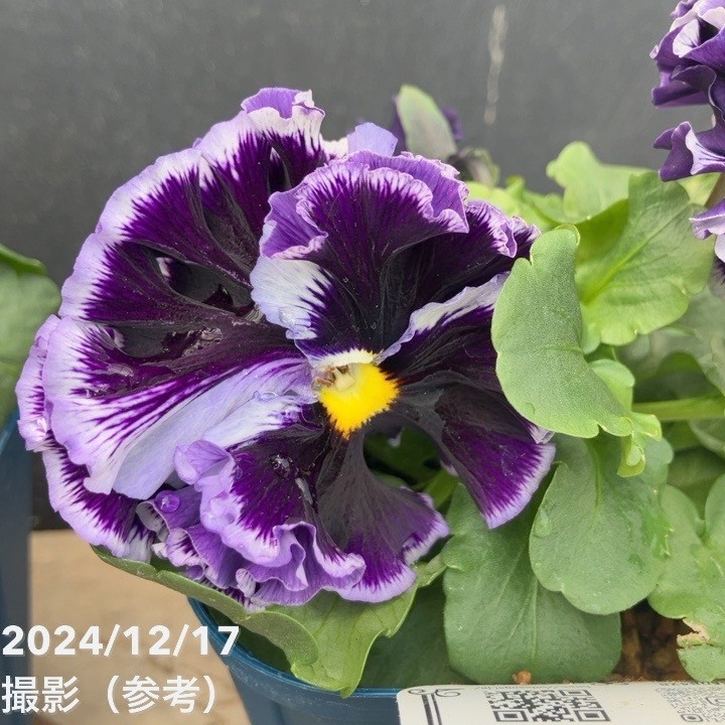 パンジー ドラキュラ（パープル系）3.5号×3株セット｜草花04-PA | 草花