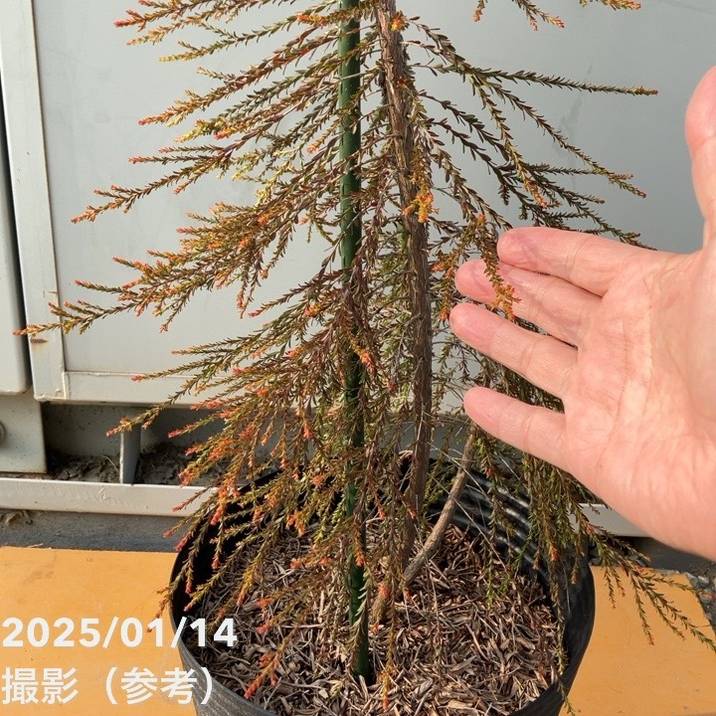 レプトスペルマム モスキートブロッカー 8号 ※お届けに10日程度かかる