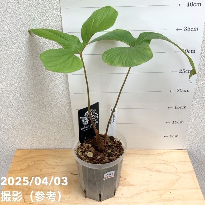 現品お届け】アンスリウム ドラコノプテルム Anthurium draconopterum
