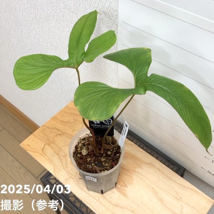 現品お届け】アンスリウム ドラコノプテルム Anthurium draconopterum