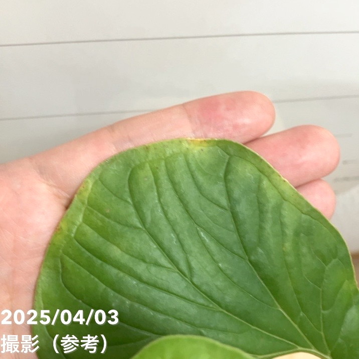 現品お届け】アンスリウム ドラコノプテルム Anthurium draconopterum