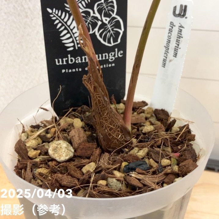 超希少❗️原種❗️アンスリウム　ドラコノプテラム✨ 超希少❗️原種❗️アンスリウム ドラコノプテラム✨ - メルカリ