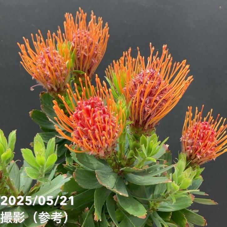 リューコスペルマム カーニバルレッド 5号｜花木10-TU | 花木・庭木