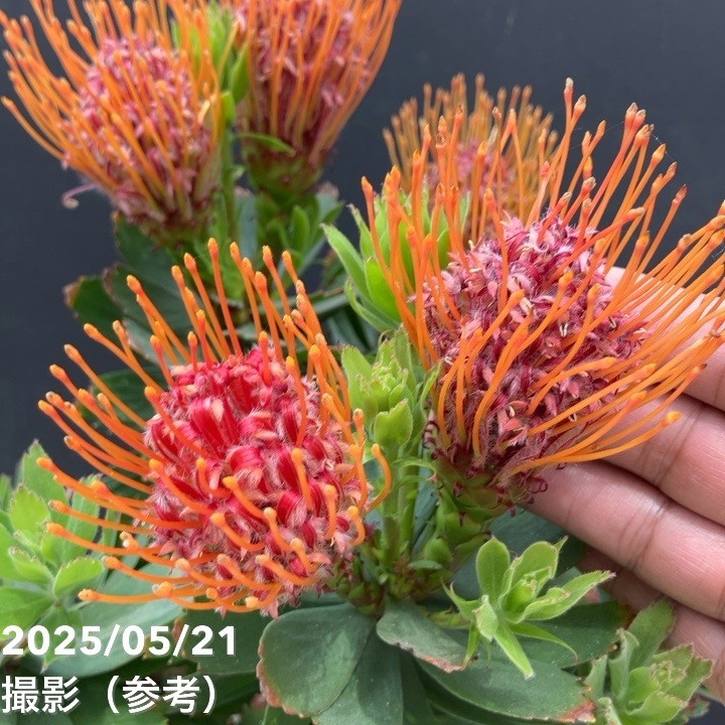 リューコスペルマム カーニバルレッド 5号｜花木10-TU | 花木・庭木
