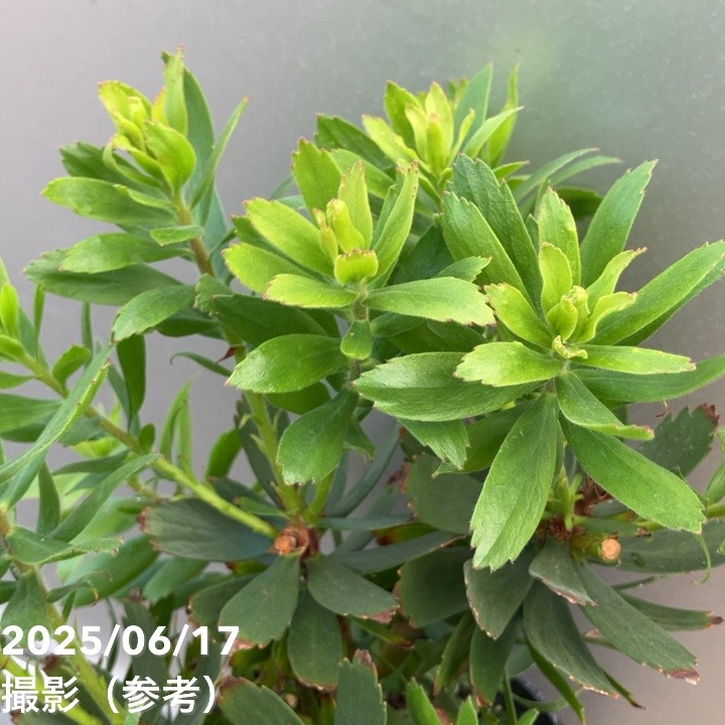 リューコスペルマム カーニバルレッド 5号｜花木10-TU | 花木・庭木
