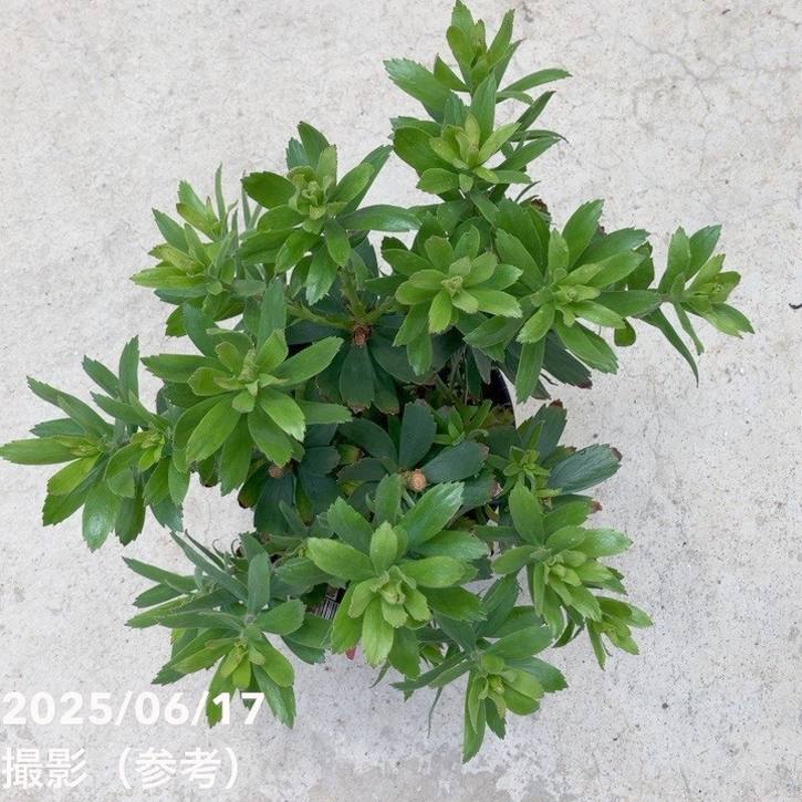 リューコスペルマム カーニバルレッド 5号｜花木10-TU | 花木・庭木