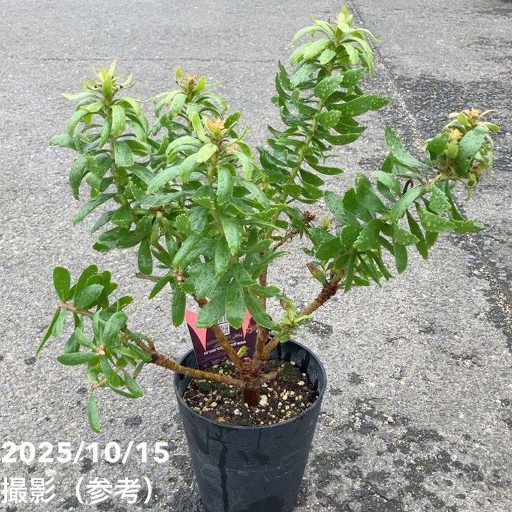 リューコスペルマム カーニバルレッド 5号｜花木10-TU | 花木・庭木