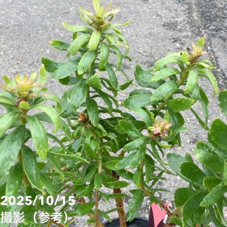 リューコスペルマム カーニバルレッド 5号｜花木10-TU | 花木・庭木