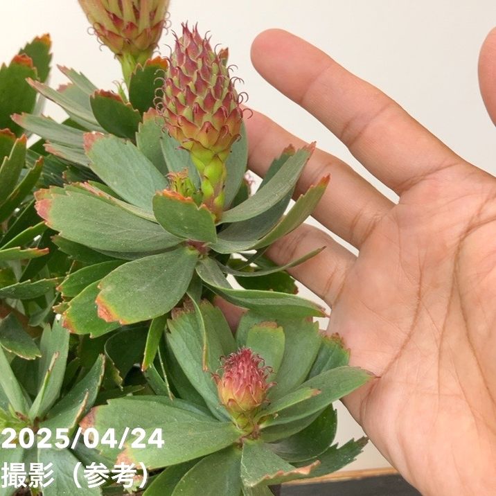 リューコスペルマム カーニバルレッド 5号｜花木10-TU | 花木・庭木