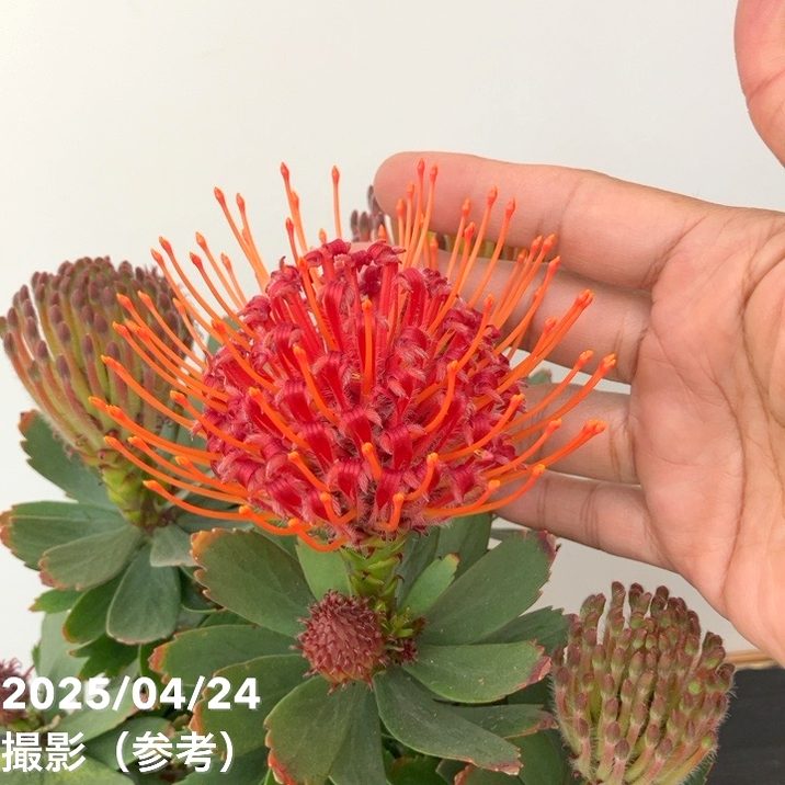 リューコスペルマム カーニバルレッド 5号|花木10-TU | 花木・庭木 リューコスペルマム カーニバルレッド 5号|花木10-TU | 花木・庭木