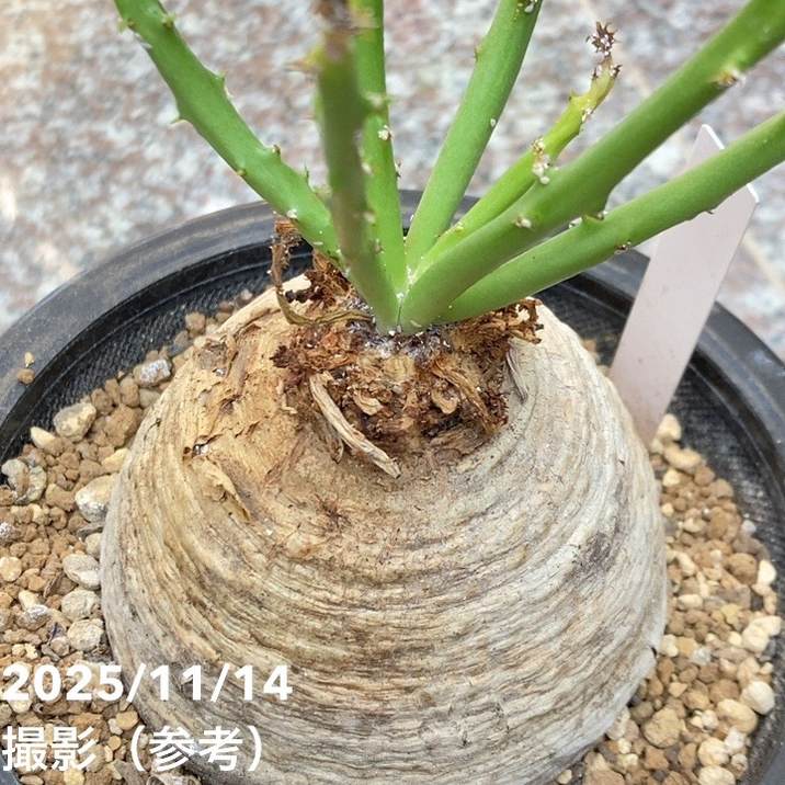 現品お届け】ユーフォルビア デシドゥア Euphorbia decidua 5号（SA9