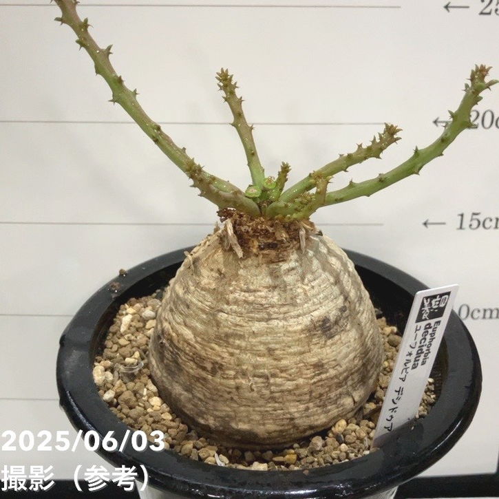 現品お届け】ユーフォルビア デシドゥア Euphorbia decidua 5号