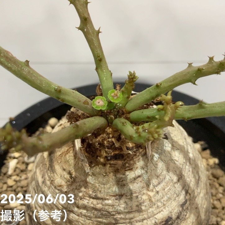 現品お届け】ユーフォルビア デシドゥア Euphorbia decidua 5号