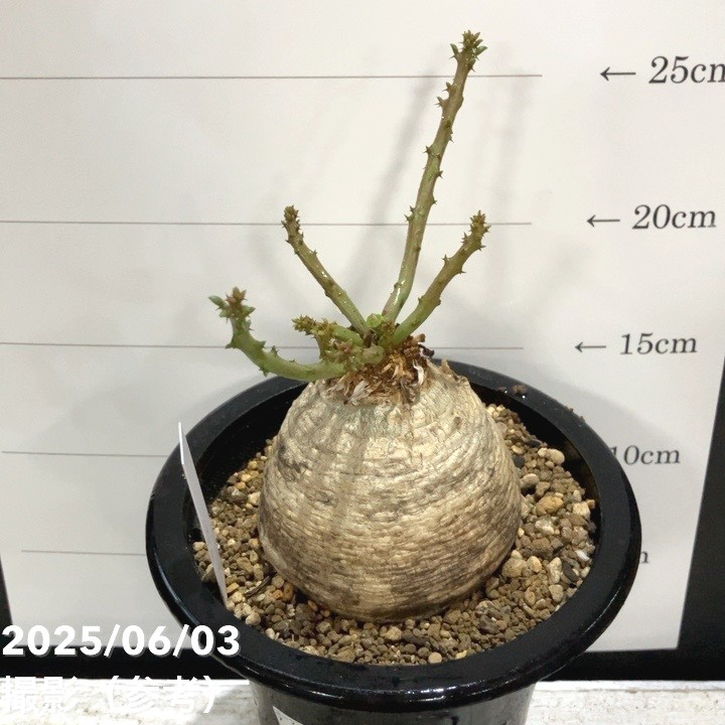 現品お届け】ユーフォルビア デシドゥア Euphorbia decidua 5号