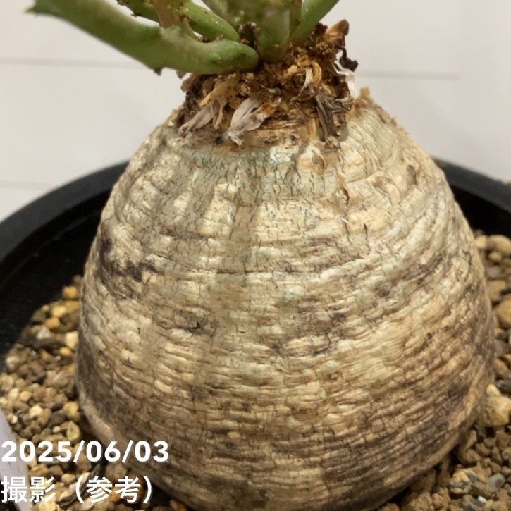 ユーフォルビア・デシドゥア 5寸 現品お届け】ユーフォルビア デシドゥア Euphorbia decidua 5号