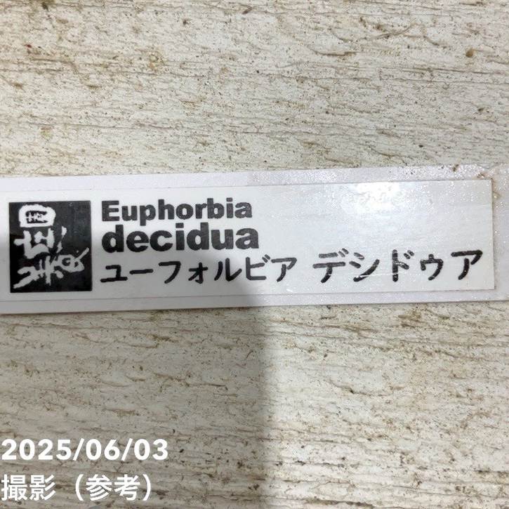 現品お届け】ユーフォルビア デシドゥア Euphorbia decidua 5号（SA9