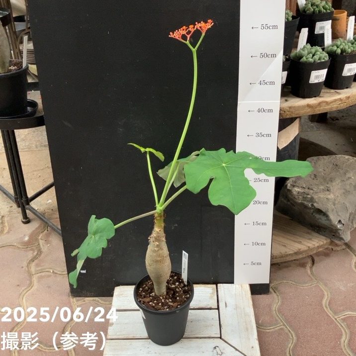 ヤトロファ サンゴアブラギリ 珊瑚油桐 4号｜観葉04-PA | 観葉・多肉