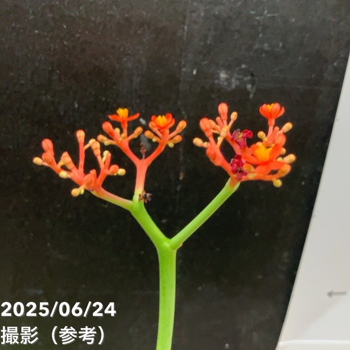 ヤトロファ サンゴアブラギリ 珊瑚油桐 4号｜観葉04-PA | 観葉・多肉