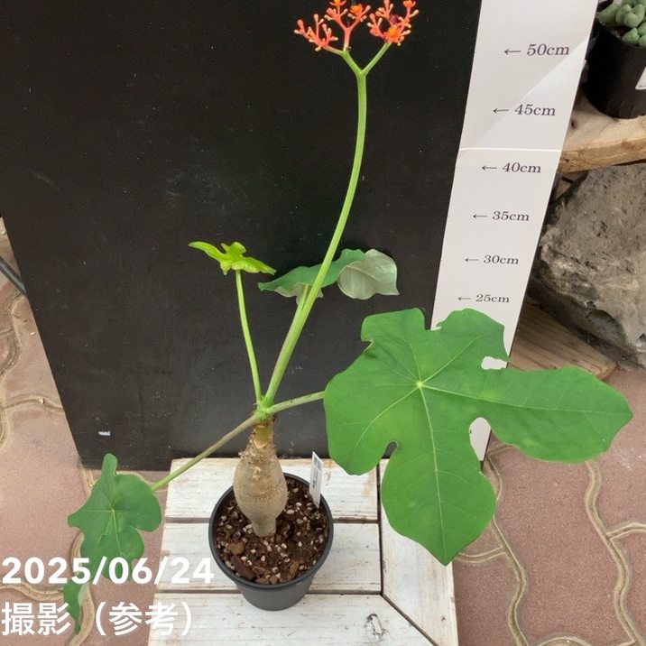 サンゴアブラギリ 苗 観葉植物