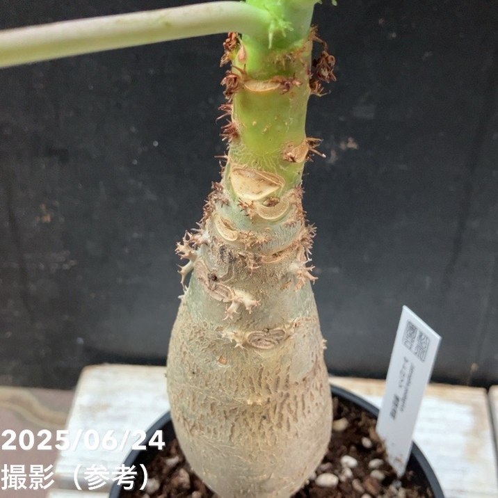 サンゴアブラギリ 苗 観葉植物