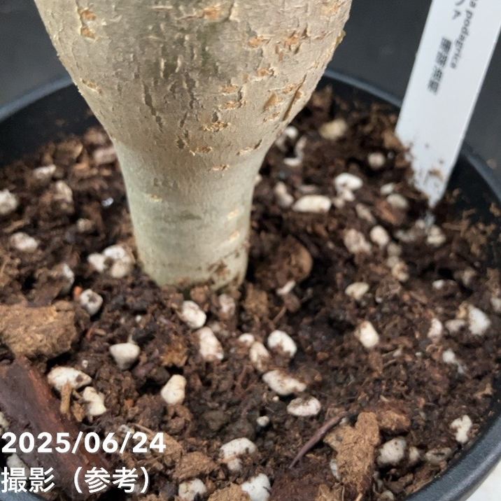 ヤトロファ サンゴアブラギリ 珊瑚油桐 4号｜観葉04-PA | 観葉・多肉
