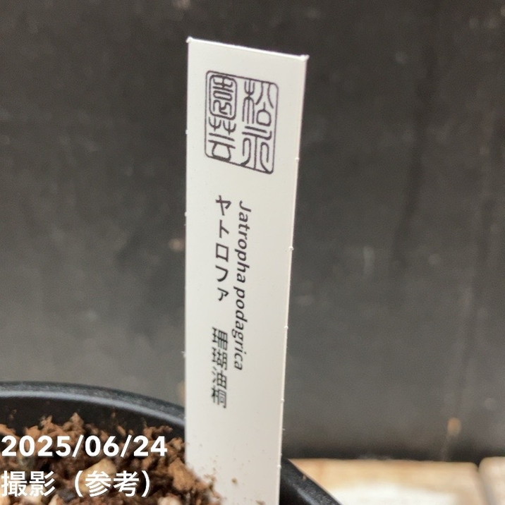 ヤトロファ サンゴアブラギリ 珊瑚油桐 4号｜観葉04-PA | 観葉・多肉