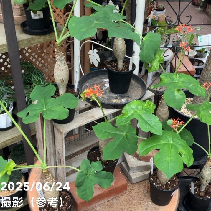 ヤトロファ サンゴアブラギリ 珊瑚油桐 4号｜観葉04-PA | 観葉・多肉 