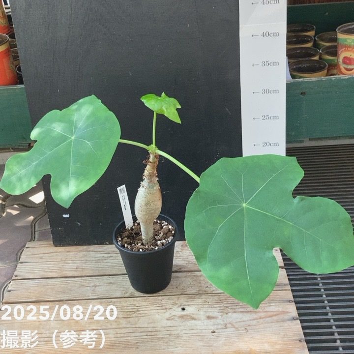 ヤトロファ サンゴアブラギリ 珊瑚油桐 4号｜観葉04-PA | 観葉・多肉