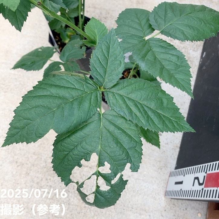 ジャンボブラックベリー あみ 3.5号×2鉢セット|果樹04-PA