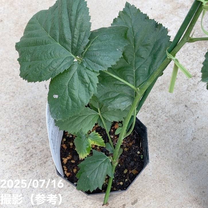 ジャンボブラックベリー あみ 3.5号×2鉢セット｜果樹04-PA | 果樹