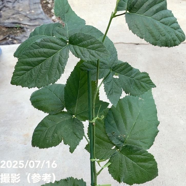 ジャンボブラックベリー あみ 3.5号×2鉢セット|果樹04-PA