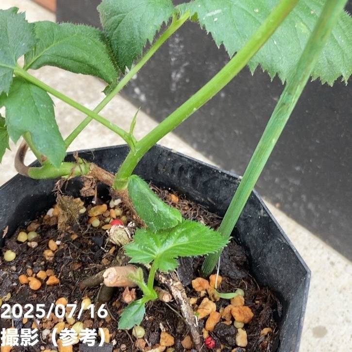 ジャンボブラックベリー あみ 3.5号×2鉢セット|果樹04-PA