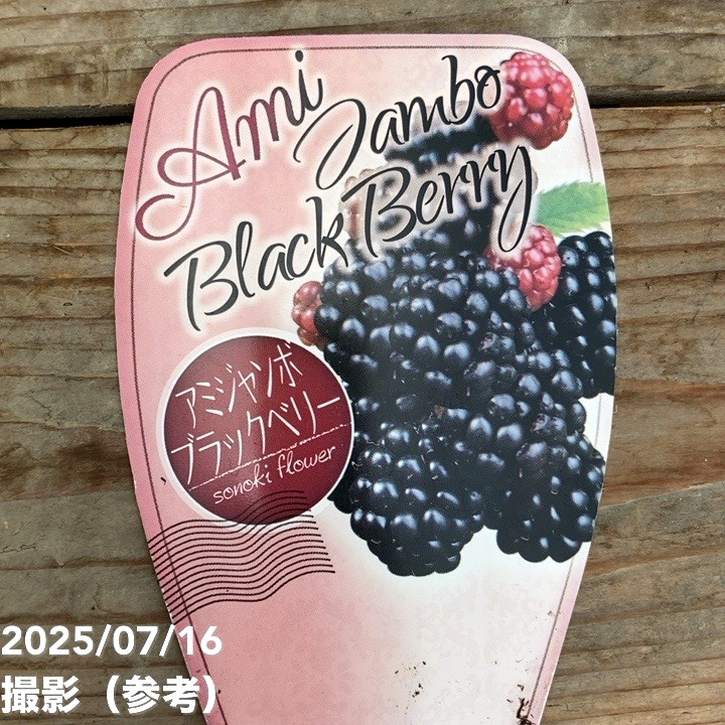 ジャンボブラックベリー あみ 3.5号×2鉢セット｜果樹04-PA | 果樹