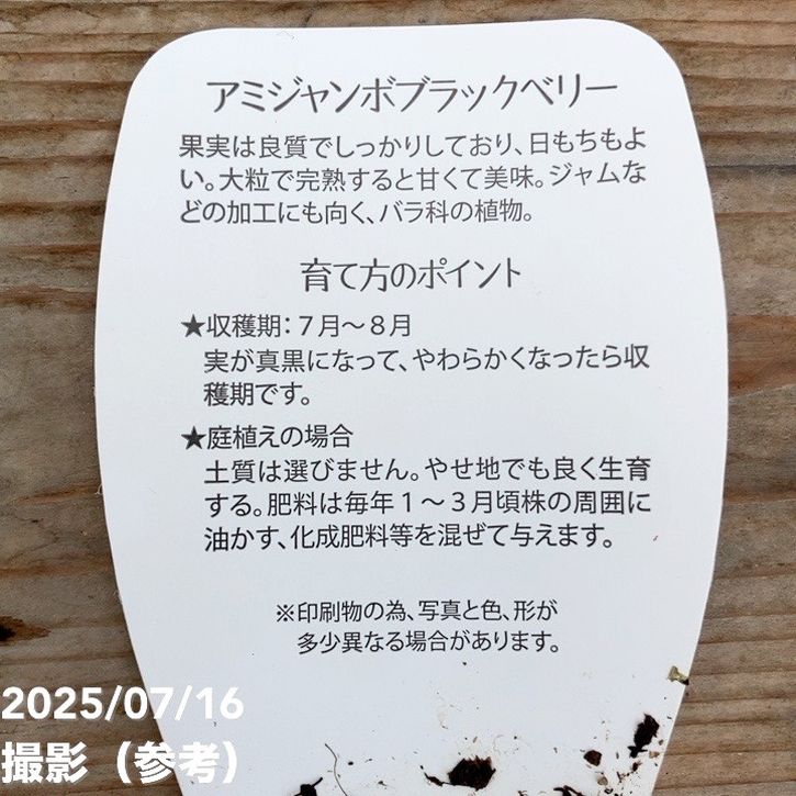 ジャンボブラックベリー あみ 3.5号×2鉢セット|果樹04-PA